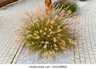 Beautiful ornamental grass.
Japanese proliferation (Latin Pennisetum alopecuroides). Gravel band and cobblestone pavement. - Shutterstock ID 2215138963