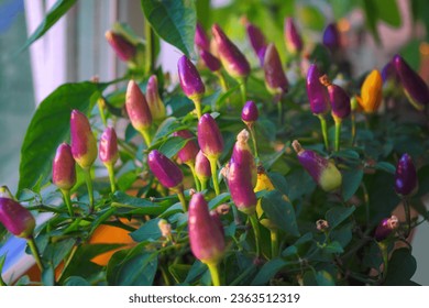 Beautiful ornamental pepper with small peppers. Bright orange and violet fruits of decorative hot pepper. - Powered by Shutterstock