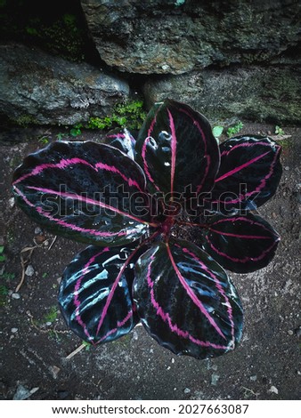 beautiful ornamental plant Calathea Dottie or often called Calathea Black Lipstick