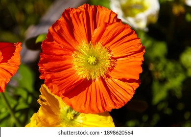 Beautiful ornamental poppy in the garden, close-up. - Powered by Shutterstock