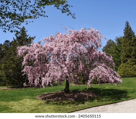 A beautiful ornamental weeping cherry tree in full bloom on the North Fork of Long Island, NY
