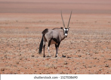 Beautiful Oryx during winter season in Namibia - Shutterstock ID 1527038690