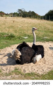 Beautiful Ostrich Guards His Nest