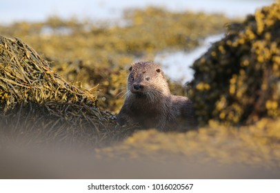 A beautiful Otter (Lutra lutra) surrounded by a cloud of midges  enjoying the sunshine lying on the shoreline of the sea loch on the Isle of Mull, Scotland after fishing.