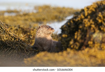 A beautiful Otter (Lutra lutra) surrounded by a cloud of midges   enjoying the sunshine lying on the shoreline of the sea loch on the Isle of Mull, Scotland, after fishing.