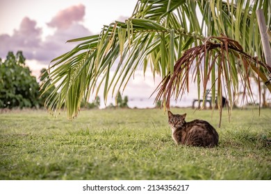 A beautiful outdoor cat relaxes under a palm tree by the ocean in Honolulu, Hawaii, at the Ala Moana Harbor, downtown.