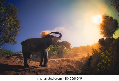 Beautiful Outdoor View Of Young Elephants Walking Near The Riverbank In The Nature, At Elephant Jungle Sanctuary, In Chiang Thailand