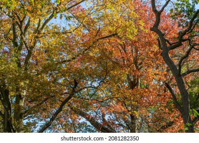 Beautiful overhanging autumn colours from tree canopy
