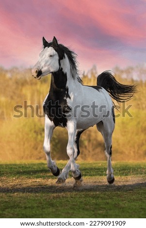 Beautiful overo paint horse stallion running in the field in summer