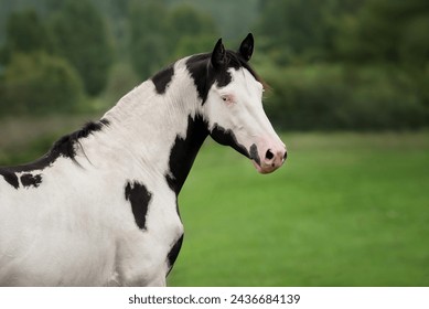 Beautiful overo paint horse in summer - Powered by Shutterstock