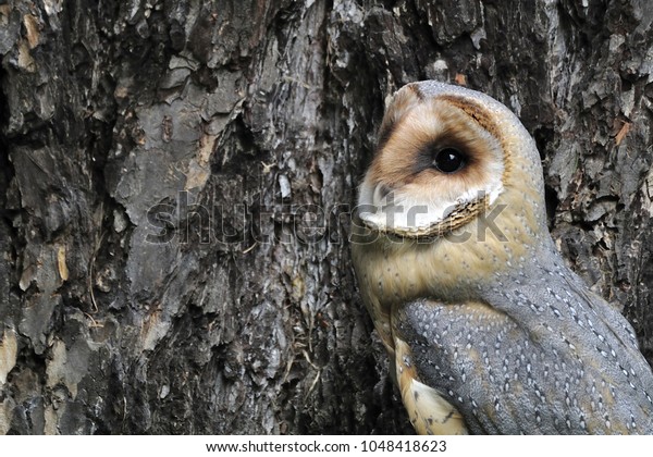 Beautiful Owl Barn Owl Slovakia Stock Photo Edit Now 1048418623