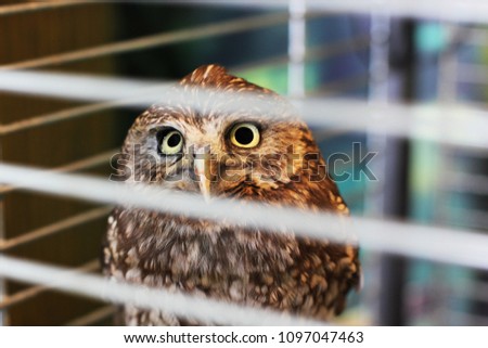 Beautiful owl in a cage. Owl close-up. Bird