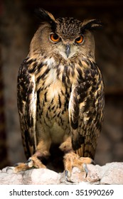 beautiful owl on brown background