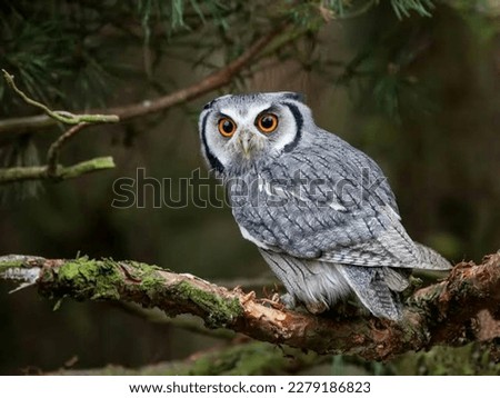 Beautiful Owl on Tree Hd