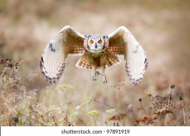 Beautiful owl photographed while flying, surrounded by warm autumn scenery.