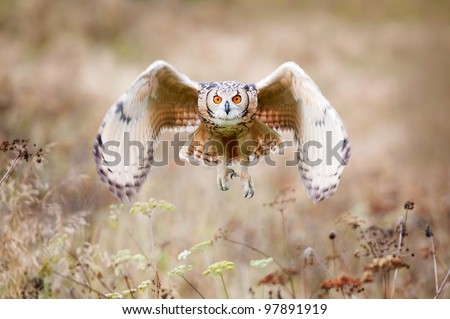 Beautiful owl photographed while flying, surrounded by warm autumn scenery.