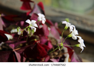 Beautiful Oxalis Houseplant With White Flowers