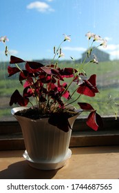 Beautiful Oxalis Houseplant With White Flowers