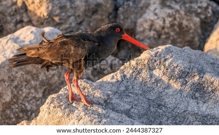 Beautiful oystercatcher standing being ruffled in the wind. 