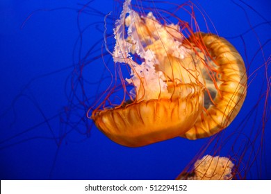 Beautiful Pacific Sea Nettle Or West Coast Sea Nettle Jellyfish. They Are A Common Free-floating Scyphozoan That Live In The East Pacific Ocean From Canada To Mexico.