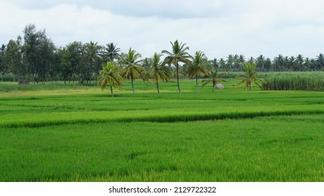 1,522 Farm karnataka rural Images, Stock Photos & Vectors | Shutterstock