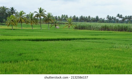 2,033 Sugarcane field india Images, Stock Photos & Vectors | Shutterstock