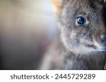 Beautiful pademelon and wallaby in the Australian bush, in the blue mountains, nsw. Australian wildlife in a national park 