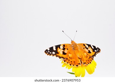 Beautiful Painted Lady butterfly drying its freshly hatched wings on an orange calendula flower against a white background