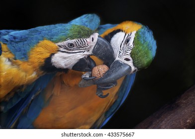 Beautiful pair of Blue and yellow Macaw, also known as Blue and gold macaw, Ara ararauna,trying to crack a nut together. It is one of the most colourful parrot bird's in the world, stock image, India.