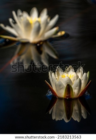 Beautiful pair of European white water lily (Nymphaea alba)  floating on calm waters in a beautiful bog in central Estonia. Beautiful reflections on the water can be seen. Black water background.