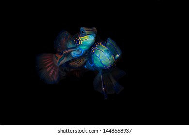 A Beautiful Pair Of Mandarin Fish Mating With Black Background High Details