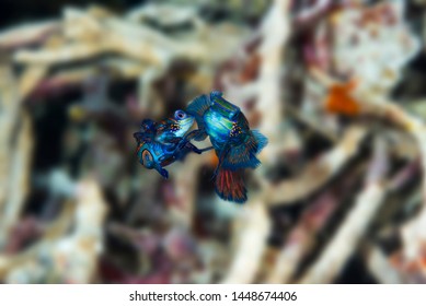 A Beautiful Pair Of Mandarin Fish Mating With Black Background High Details