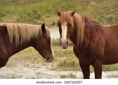 Beautiful pair of palomino wild horses free roaming on a prairie in the midwest.