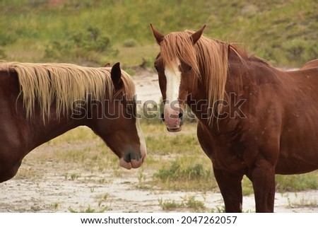 Beautiful pair of palomino wild horses free roaming on a prairie in the midwest.