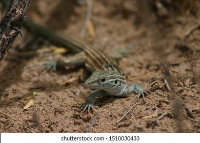 A beautiful pale blue and striped New Mexico Whiptail Lizard (Aspidoscelis neomexicanus).  This is an all-female species of lizard that is parthenogenic.  In other words, each female makes a clone. 