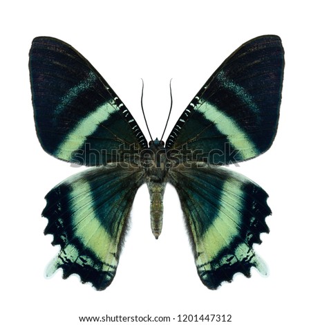 Beautiful pale green and black livery butterfly, Sunset Moth (Alcidia boops) topside part in natural color profile isolated on white background