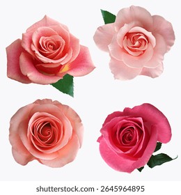 Hermosas flores color rosa