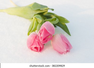 Beautiful pale pink tulips on the white snow. Suitable for postcards and greeting the Mother's Day, Spring holidays, Valentine's Day