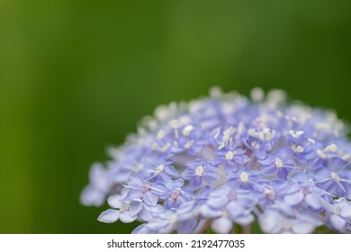 Beautiful Pale Purple Flowers In Summer Garden
