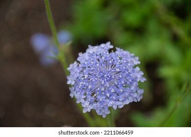 Beautiful Pale Purple Flowers In Summer Garden
