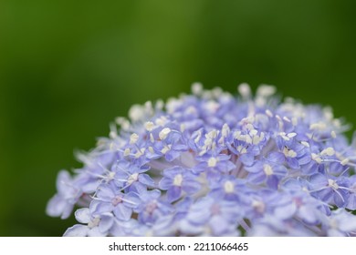 Beautiful Pale Purple Flowers In Summer Garden
