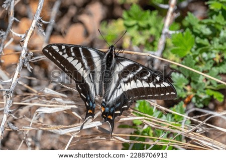 A beautiful Pale Swallowtail resting on the foliage in the Colorado wilderness.