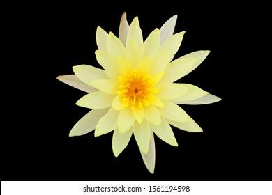 Beautiful pale yellow lotus flowers isolated on black background with clipping path