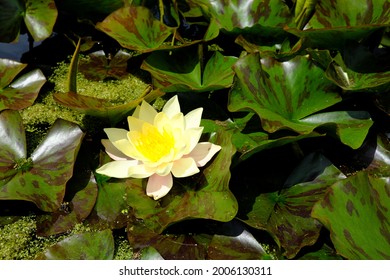 A Beautiful Pale Yellow Water Lily Flower In Full Bloom On A Pond In West Wales, UK During Mid June.