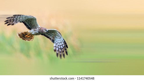 Beautiful Pallid Harrier - Shutterstock ID 1141740548