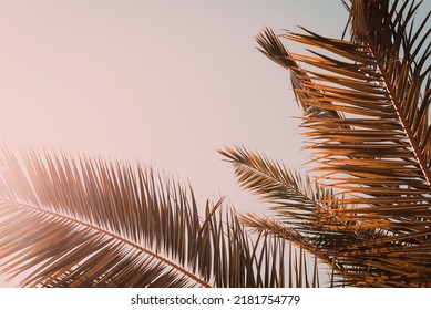 Beautiful Palm Leaves Against Clear Evening Sky. Photo With Copy Space