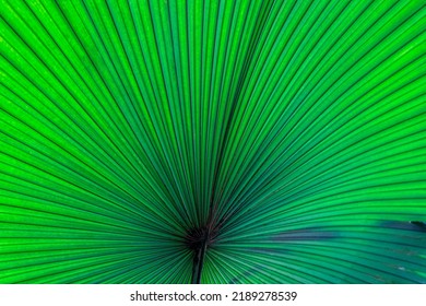 Beautiful palm leaves, green background, closeup. Exotic plant. Top view of green leaf texture pattern background green concept, copy space for your text