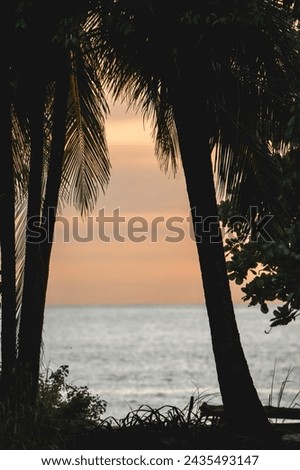 Beautiful palm tree coast silhouette paradise travel Costa Rica