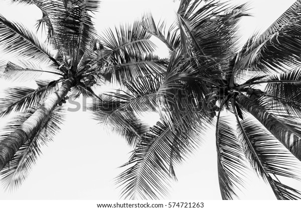 Beautiful Palm Tree Monochrome Stock Photo 574721263 | Shutterstock