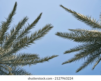 Beautiful Palm Tree And Sky Background